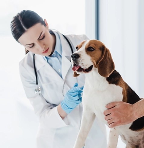 Gökçeada Veteriner