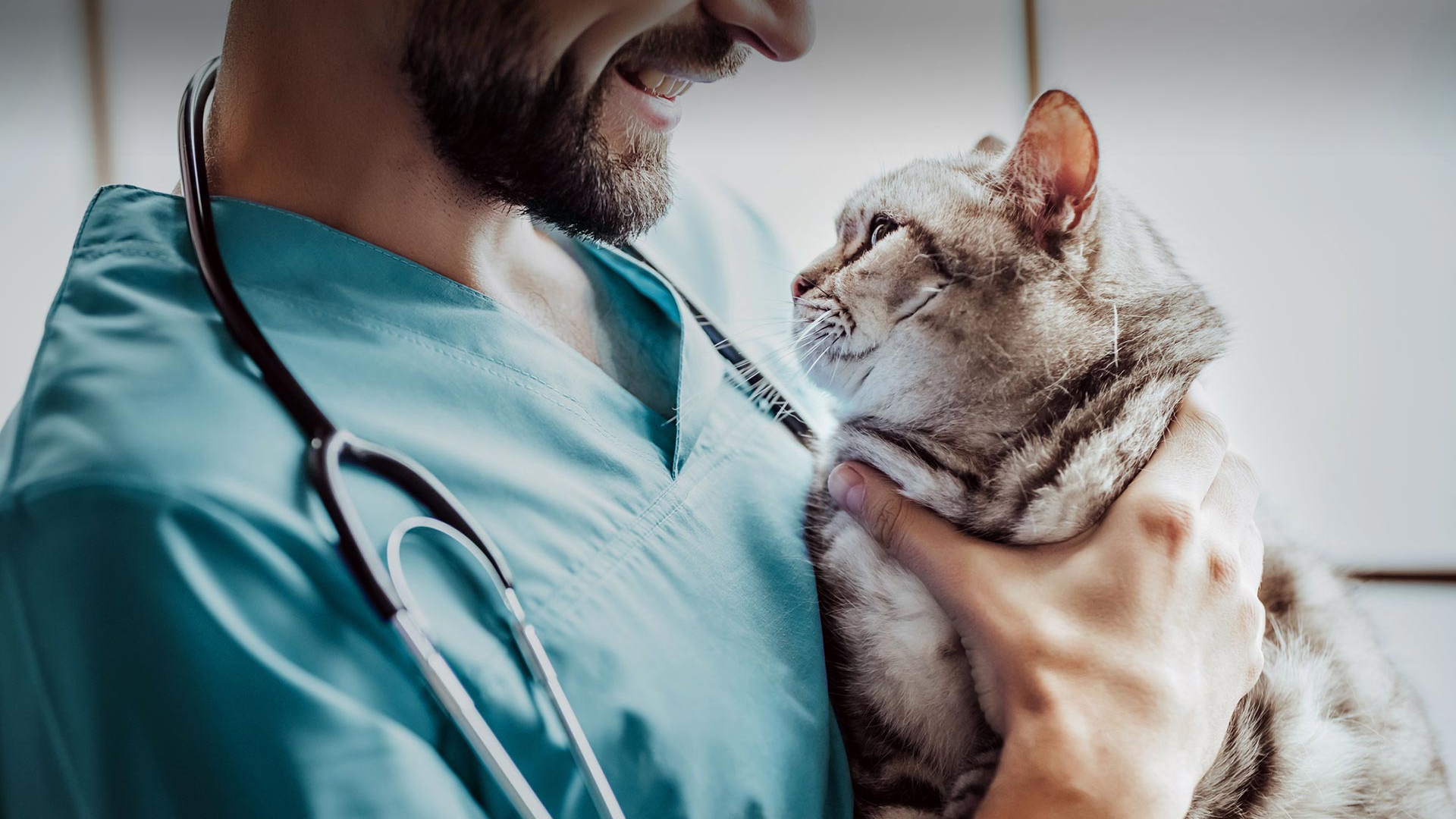 Gökçeada Veteriner